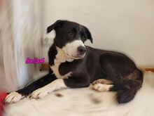 BELLA4, Hund, Mischlingshund in Monschau - Bild 3