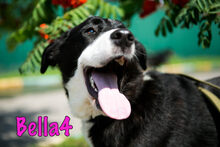 BELLA4, Hund, Mischlingshund in Monschau - Bild 4