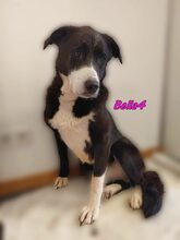 BELLA4, Hund, Mischlingshund in Monschau - Bild 8