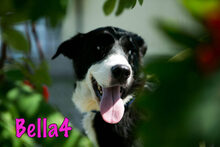 BELLA4, Hund, Mischlingshund in Monschau - Bild 9