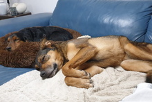 LEIA, Hund, Mischlingshund in Willich - Bild 18