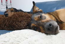 LEIA, Hund, Mischlingshund in Willich - Bild 19