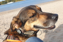 LEIA, Hund, Mischlingshund in Willich - Bild 21