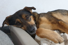 LEIA, Hund, Mischlingshund in Willich - Bild 23