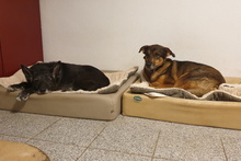 LEIA, Hund, Mischlingshund in Willich - Bild 25