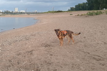 LEIA, Hund, Mischlingshund in Willich - Bild 26