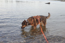 LEIA, Hund, Mischlingshund in Willich - Bild 28