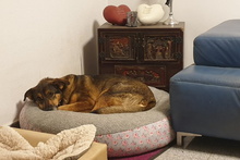 LEIA, Hund, Mischlingshund in Willich - Bild 30