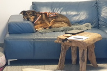 LEIA, Hund, Mischlingshund in Willich - Bild 32