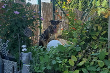 LEIA, Hund, Mischlingshund in Willich - Bild 33
