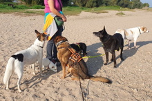 LEIA, Hund, Mischlingshund in Willich - Bild 34
