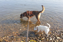 LEIA, Hund, Mischlingshund in Willich - Bild 35