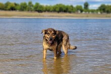 LEIA, Hund, Mischlingshund in Willich - Bild 4