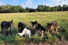 LEIA, Hund, Mischlingshund in Willich - Bild 6