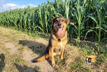 LEIA, Hund, Mischlingshund in Willich - Bild 7