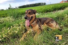 LEIA, Hund, Mischlingshund in Willich - Bild 8