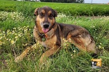 LEIA, Hund, Mischlingshund in Willich - Bild 9
