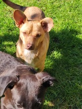 AUREL, Hund, Mischlingshund in Olsberg - Bild 1