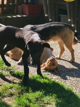 AUREL, Hund, Mischlingshund in Olsberg - Bild 14