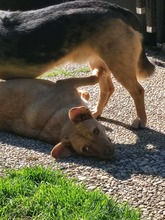 AUREL, Hund, Mischlingshund in Olsberg - Bild 2