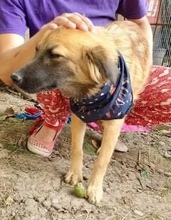 SAMMY, Hund, Mischlingshund in Rumänien - Bild 11