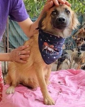 SAMMY, Hund, Mischlingshund in Rumänien - Bild 12