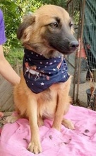 SAMMY, Hund, Mischlingshund in Rumänien - Bild 14