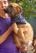 SAMMY, Hund, Mischlingshund in Rumänien - Bild 2
