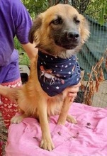 SAMMY, Hund, Mischlingshund in Rumänien - Bild 5