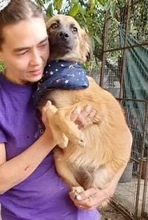 SAMMY, Hund, Mischlingshund in Rumänien - Bild 6