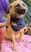 SAMMY, Hund, Mischlingshund in Rumänien - Bild 8