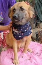 SAMMY, Hund, Mischlingshund in Rumänien - Bild 9