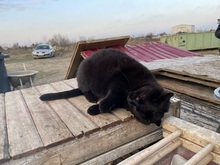 LUNA, Katze, Hauskatze in Rumänien - Bild 9