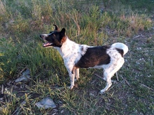 PHÖNIX, Hund, Mischlingshund in Rumänien - Bild 2