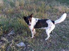 PHÖNIX, Hund, Mischlingshund in Rumänien - Bild 3