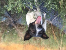PHÖNIX, Hund, Mischlingshund in Rumänien - Bild 5