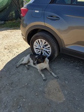 PHÖNIX, Hund, Mischlingshund in Rumänien - Bild 6