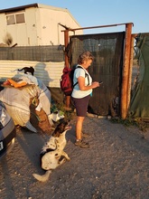 PHÖNIX, Hund, Mischlingshund in Rumänien - Bild 9