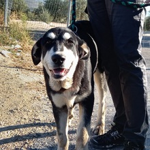 TRUENO, Hund, Mischlingshund in Spanien - Bild 7