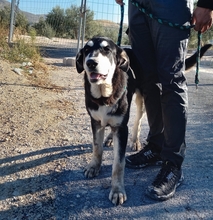 TRUENO, Hund, Mischlingshund in Spanien - Bild 9
