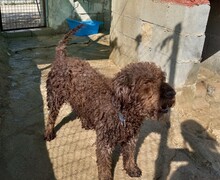 PEPE, Hund, Mischlingshund in Spanien - Bild 2