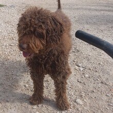 PEPE, Hund, Mischlingshund in Spanien - Bild 4