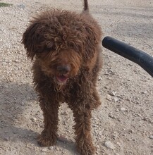 PEPE, Hund, Mischlingshund in Spanien - Bild 5
