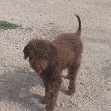 PEPE, Hund, Mischlingshund in Spanien - Bild 6