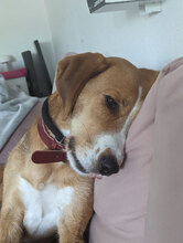 MAYA, Hund, Mischlingshund in Bad Salzuflen - Bild 1