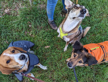 MAYA, Hund, Mischlingshund in Bad Salzuflen - Bild 3