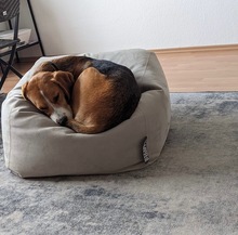 MAYA, Hund, Mischlingshund in Bad Salzuflen - Bild 5