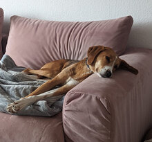 MAYA2, Hund, Mischlingshund in Mannheim - Bild 6