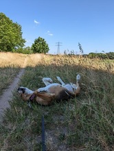 MAYA2, Hund, Mischlingshund in Mannheim - Bild 8