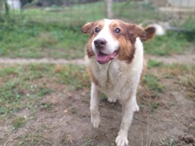 PAULI, Hund, Mischlingshund in Kroatien - Bild 1